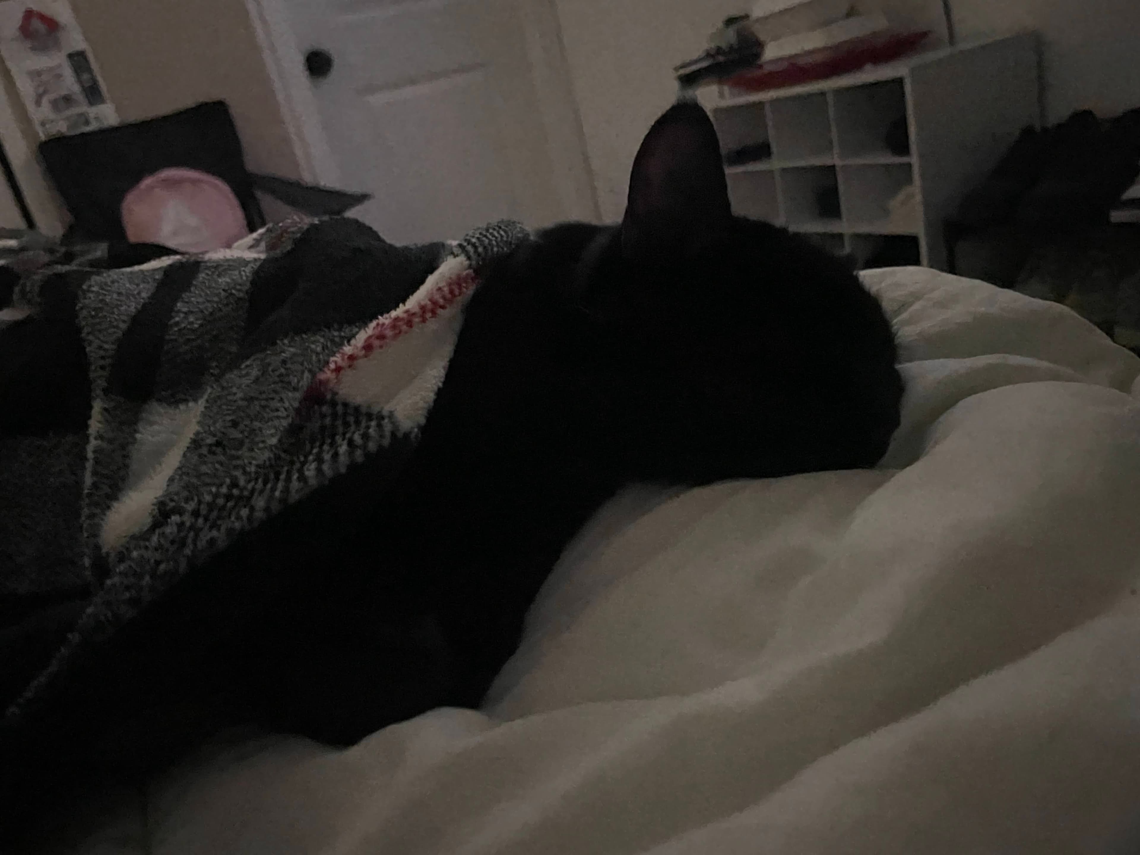 Chi-chi resting on a bed
