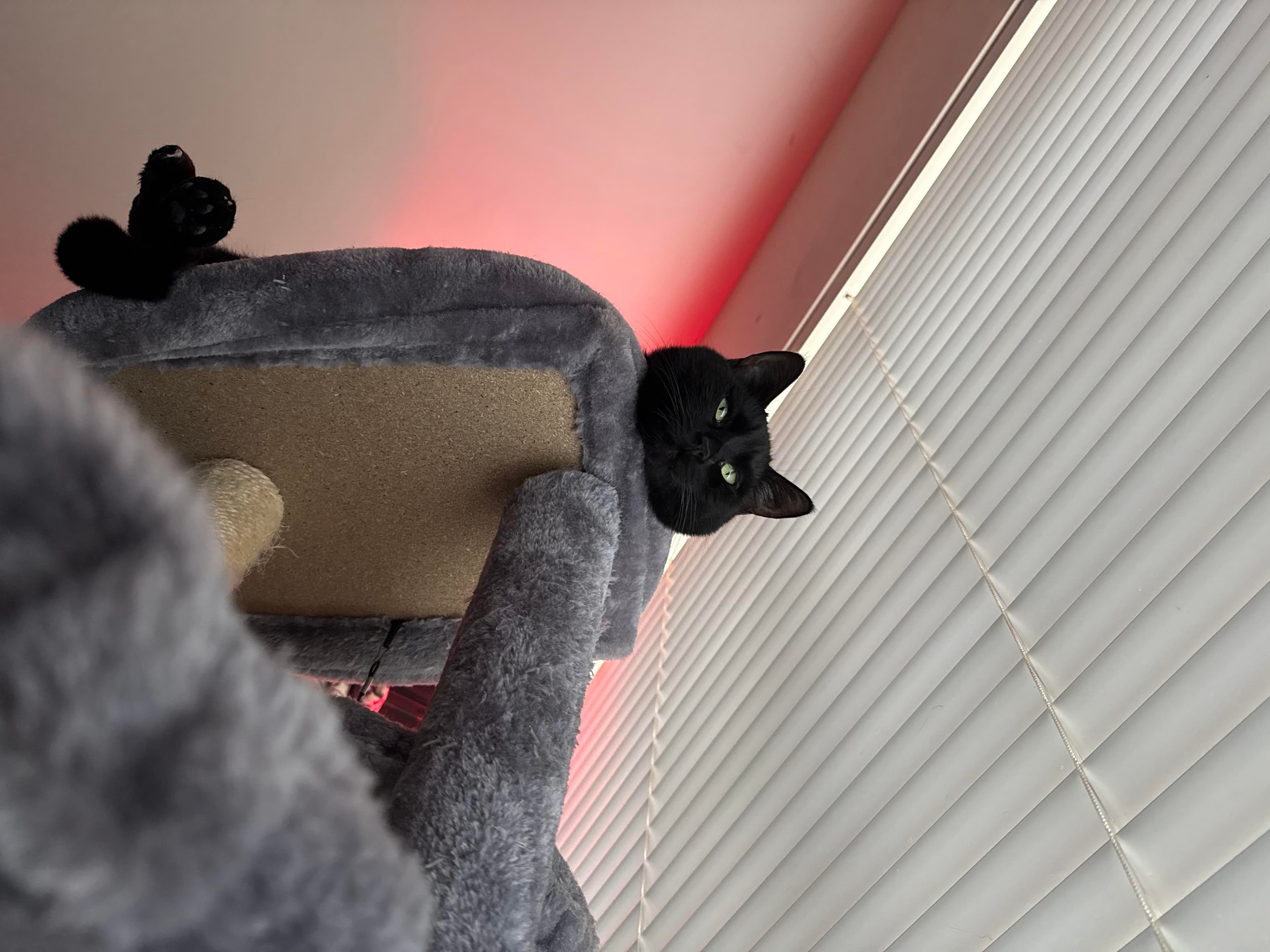 Chi-chi peeking from a cat tree