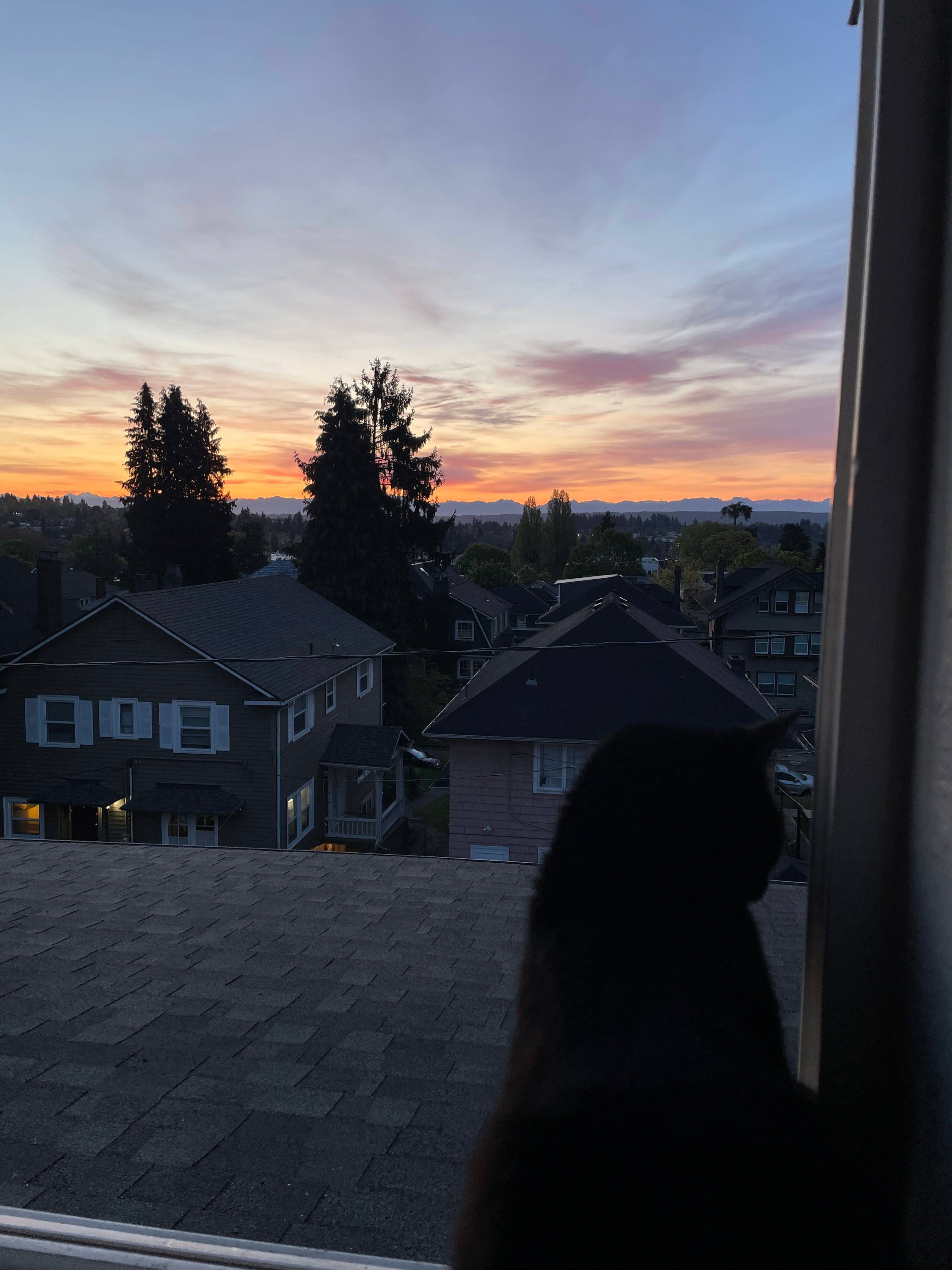 Chi-chi silhouetted against the evening rooftops