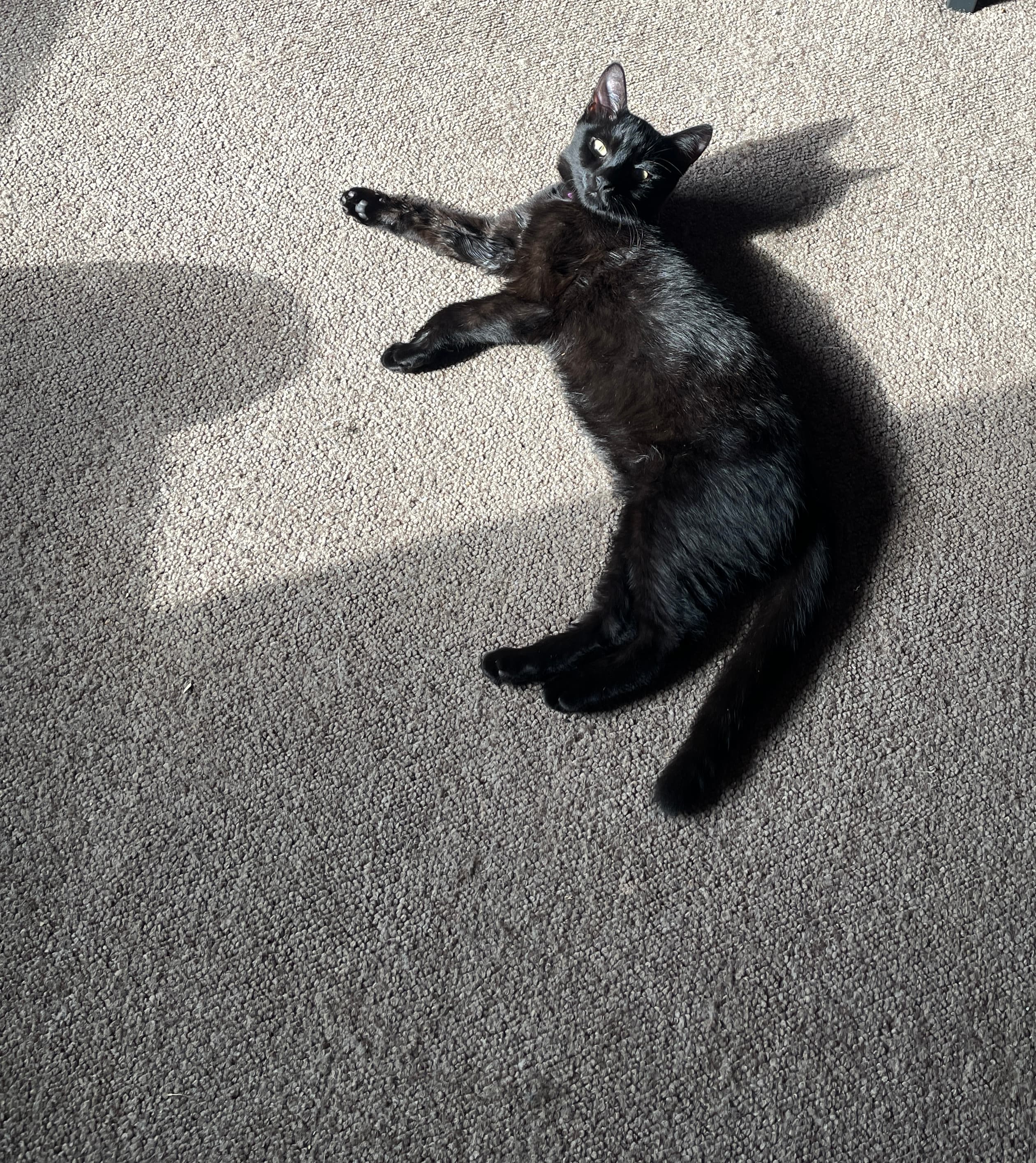 Chi-chi stretched out in a patch of sunlight