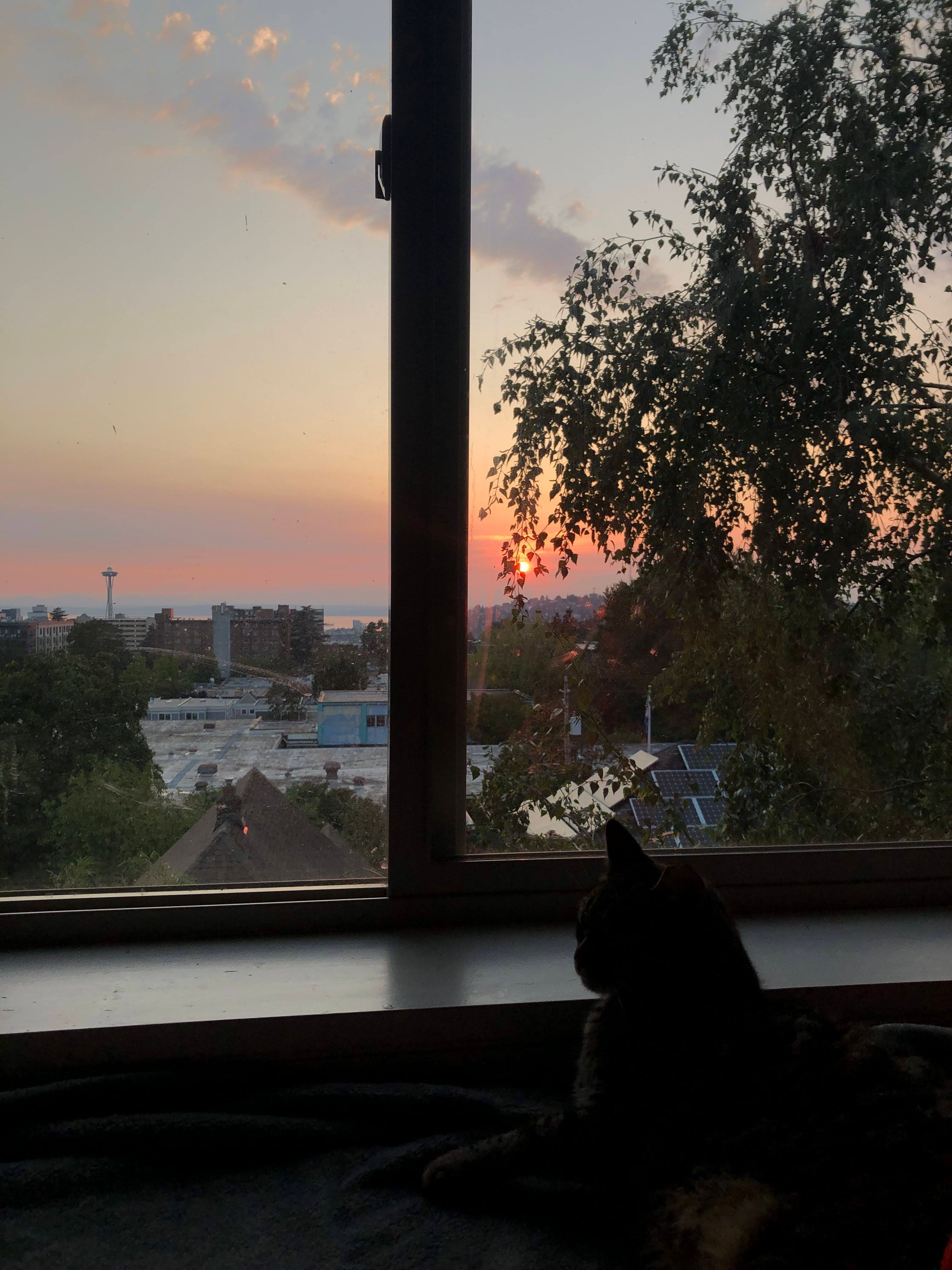 Chi-chi sitting by a window at sunset