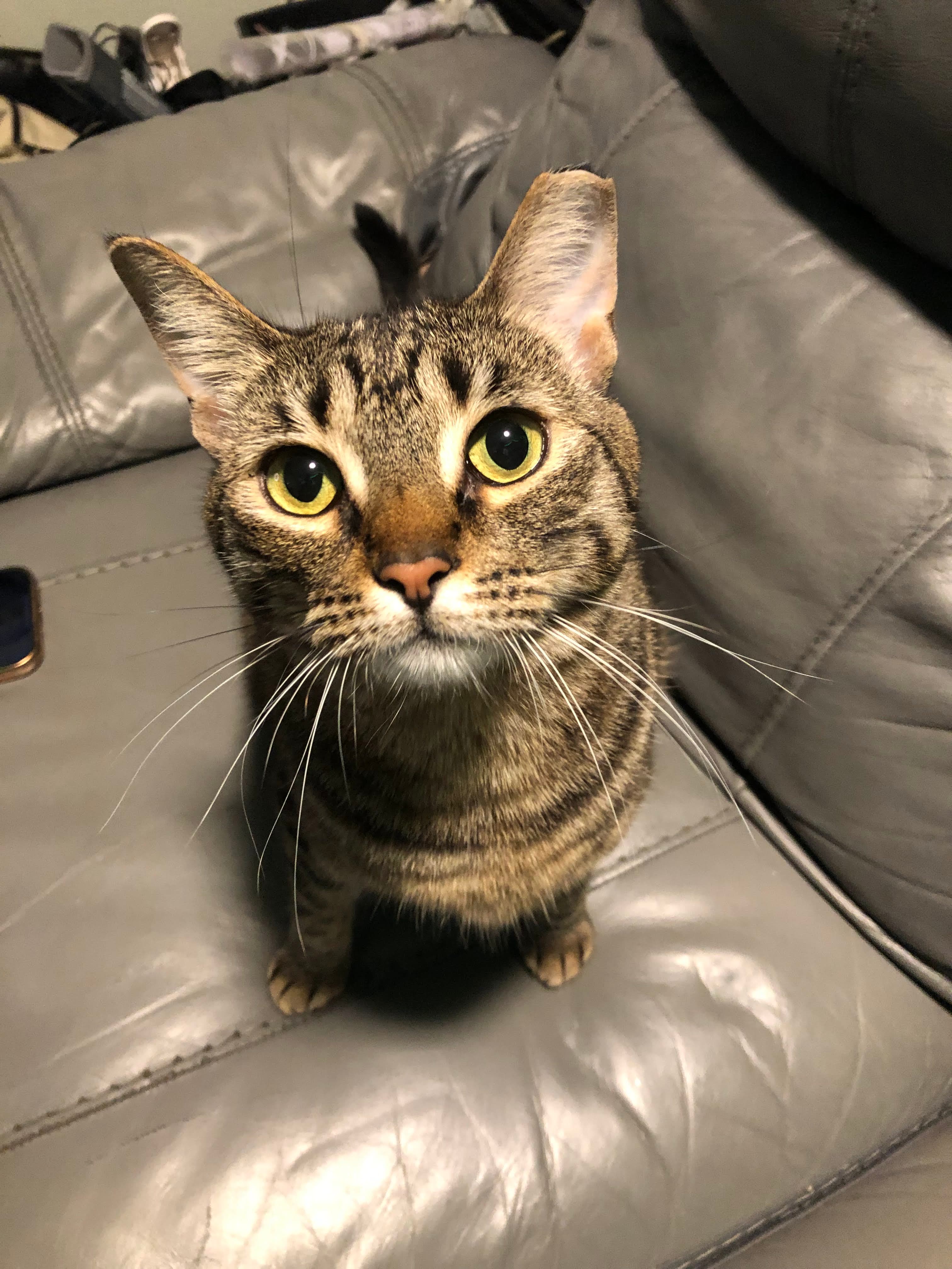 Woto-woto looking directly at the camera