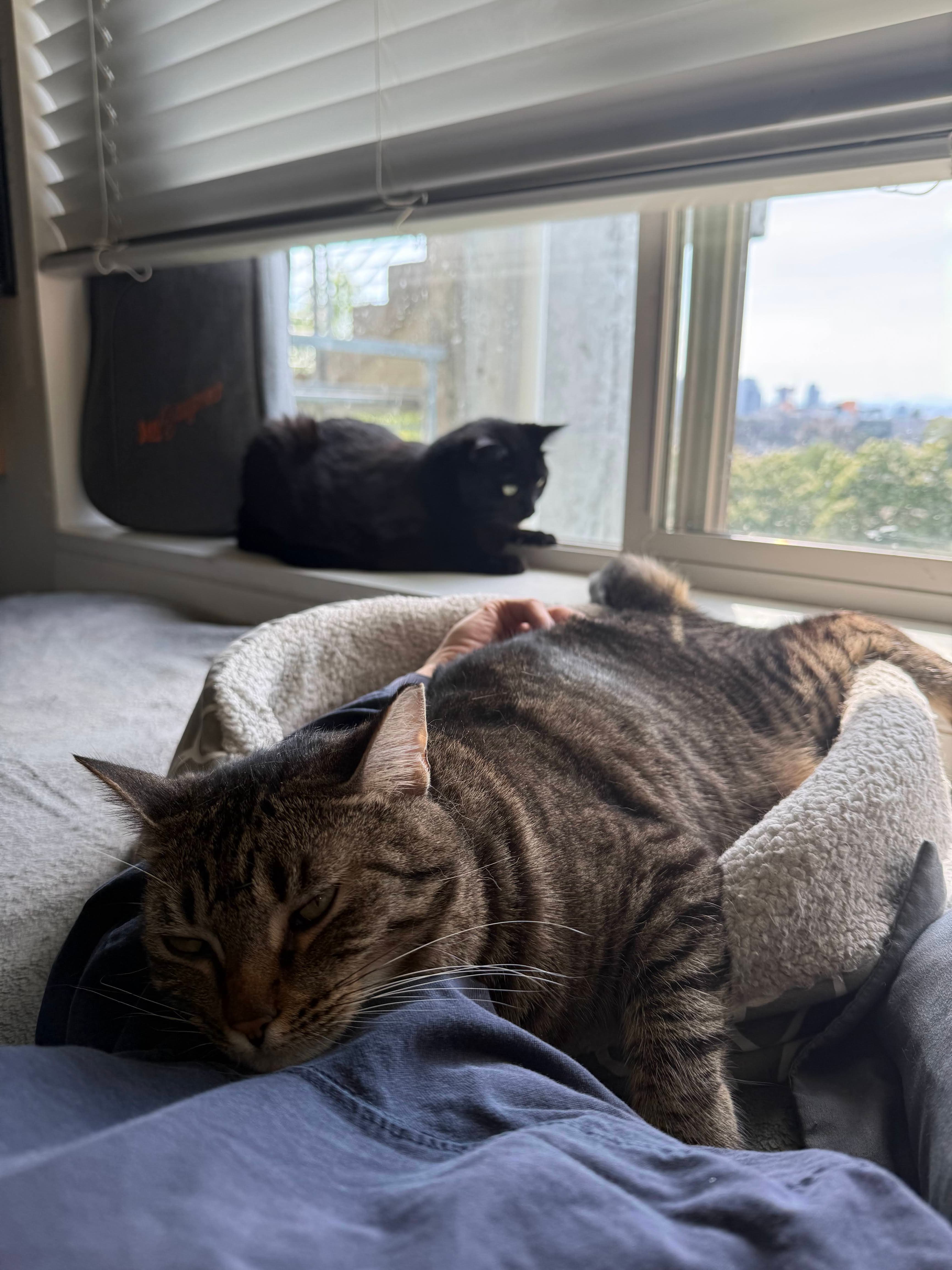 Woto-woto resting in front of the window while Chi-chi sits on the windowsill behind her