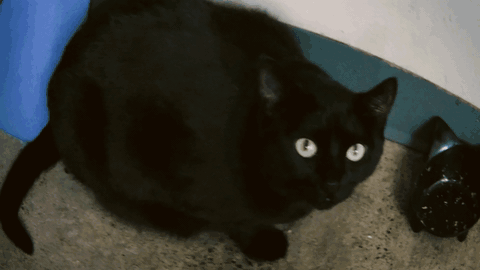 Chi-chi asking for more food